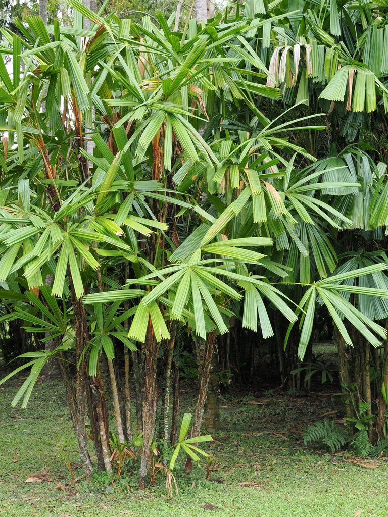 Manbiancun, Yunnan, Chine. 3 novembre 2025, 12:54.© Tobias Bührer 2025
