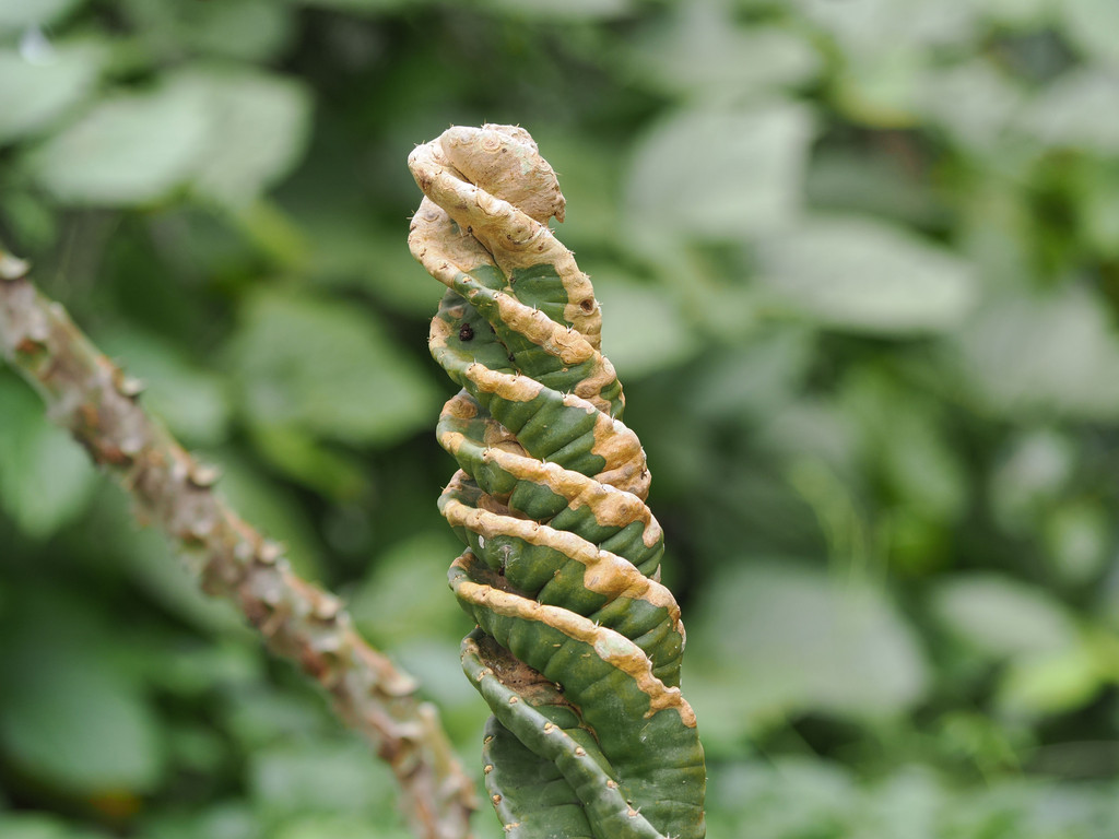 Cereus forbesii "Sprialiis"Chengzicun, Yunnan, Chine. 3 novembre 2025, 13:12.© Tobias Bührer 2025