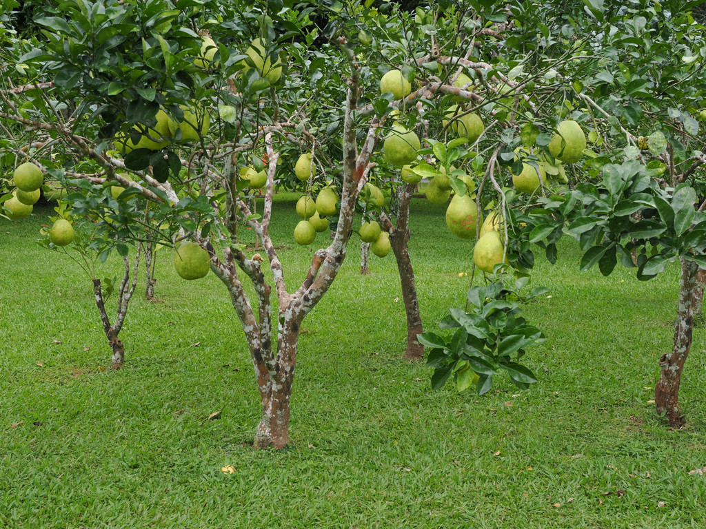 Manbiancun, Yunnan, Chine. 3 novembre 2025, 14:18.© Tobias Bührer 2025
