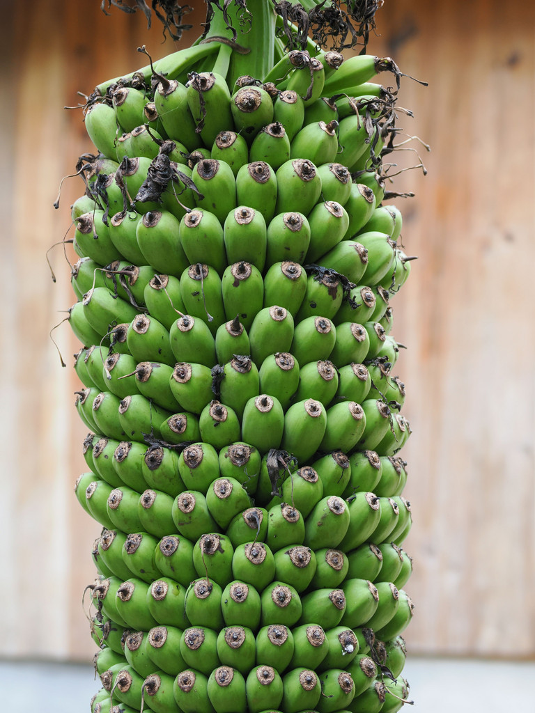 Ganlanba Nongchang, Yunnan, Chine. 3 novembre 2025, 16:42.© Tobias Bührer 2025