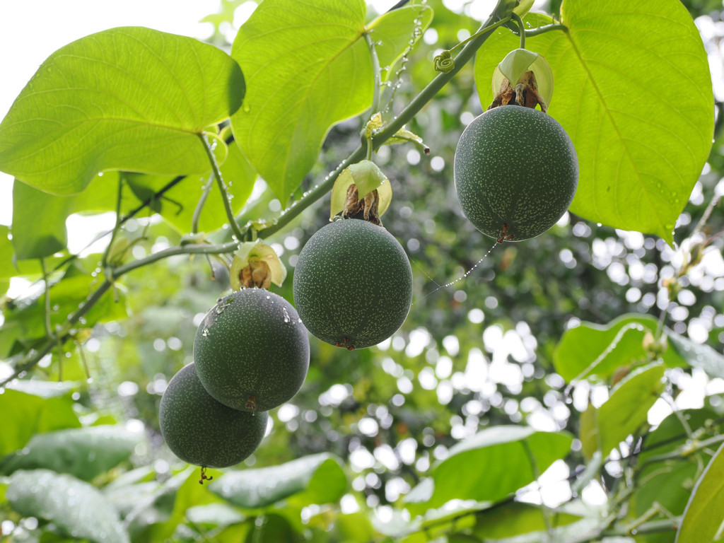 Guniangzhai, Yunnan, Chine. 4 novembre 2025, 11:30.© Tobias Bührer 2025