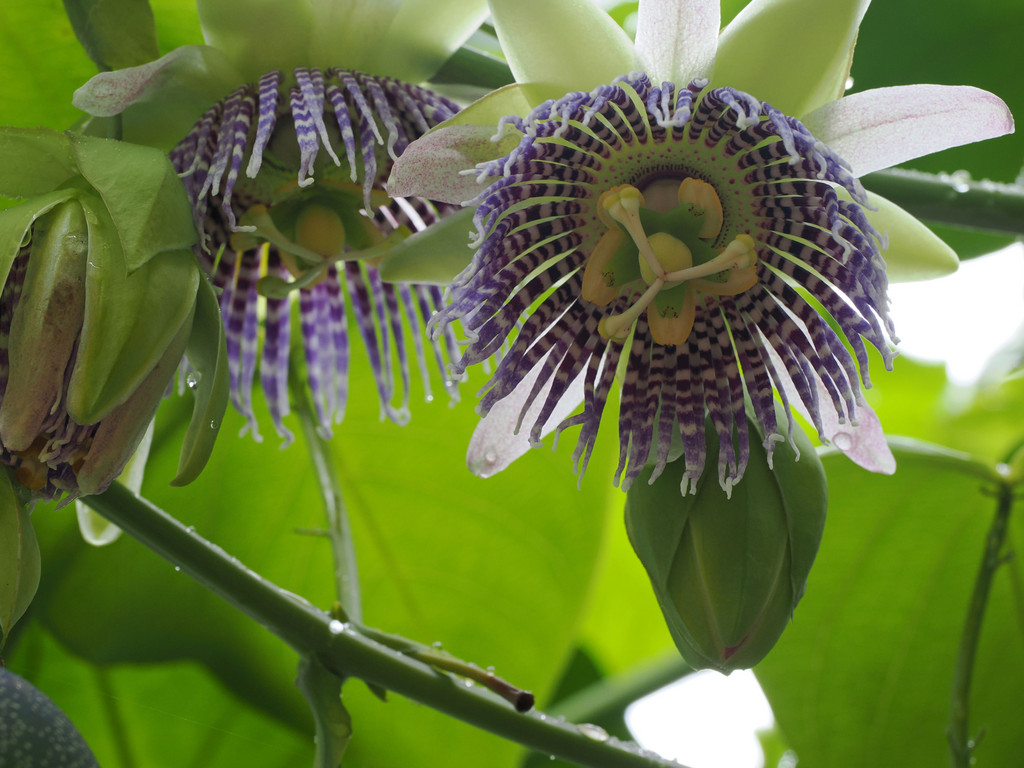Guniangzhai, Yunnan, Chine. 4 novembre 2025, 11:31.© Tobias Bührer 2025