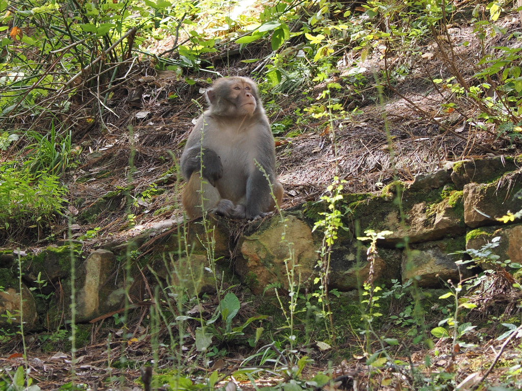 Mingjianshao, Yunnan, Chine. 6 novembre 2025, 12:52.© Tobias Bührer 2025