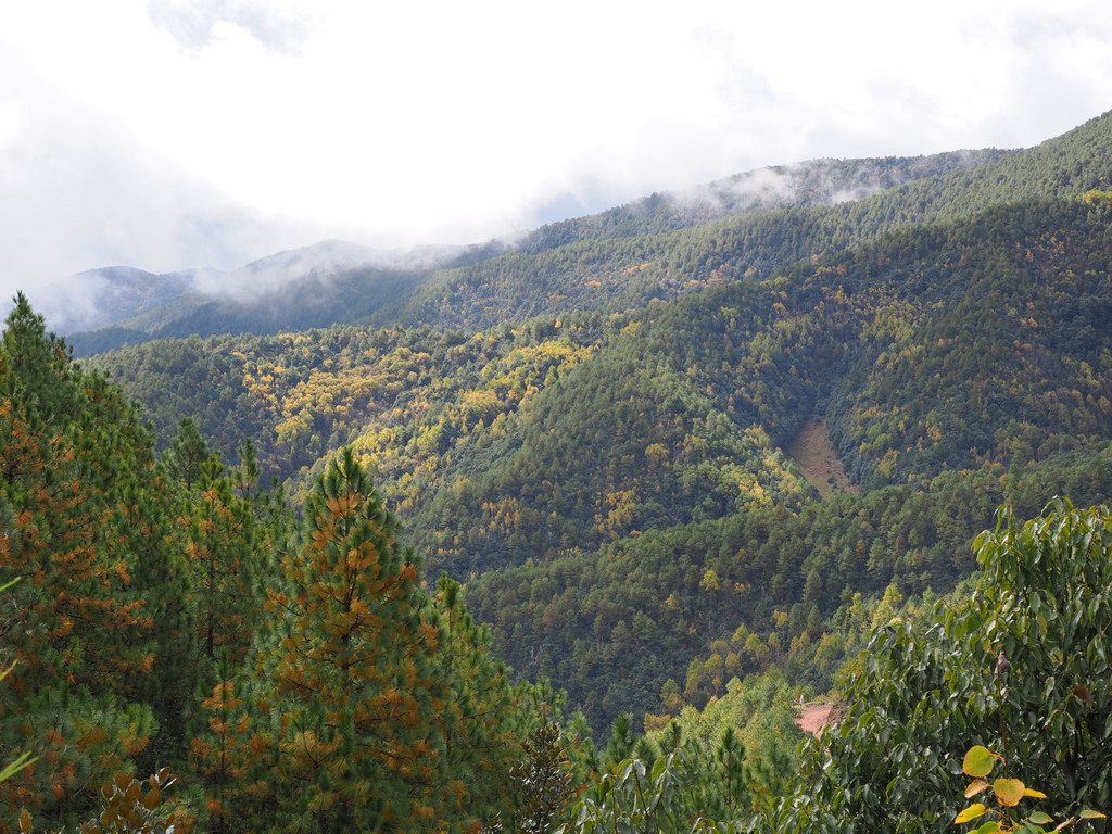 dans la cuisine du Yunnan, il existe un plat qui contient des aiguilles de pinMapingguan, Yunnan, Chine. 7 novembre 2025, 11:55.© Tobias Bührer 2025