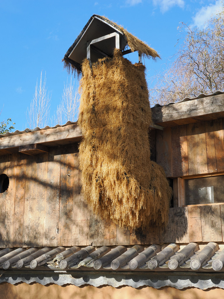 Ximen, Yunnan, Chine. 7 novembre 2025, 16:35.© Tobias Bührer 2025